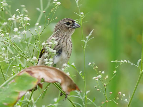 <h3><a href="/trips/tanzania/biota/animalia/chordata/aves/040 passeriformes/114 ploceidae/euplectes capensis/euplectes capensis-nl.html">Euplectes&nbsp;capensis</a> / Yellow&nbsp;bishop / Fluweelwidavink</h3>OM-1 Mark II met OLYMPUS M.150-400mm F4.5 TC, 1/2000 sec  bij F5.6, ISO 8000, afstand 11.0&nbsp;m